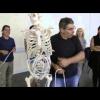 Digestive system: anatomical model
