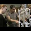 Skeletal system. Simple class activities and demo